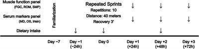 Assessment of inter-individual variability in hamstring muscle recovery after a sport-specific sprint training in women and men